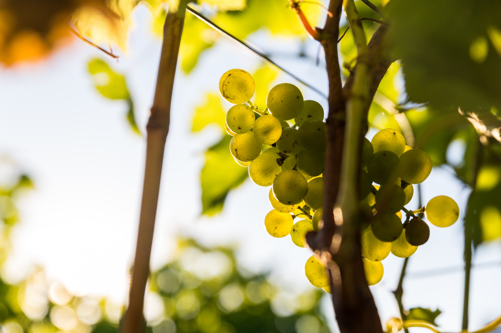 Grappe de raisin de Sémillon au Chateau Caillou à Barsac