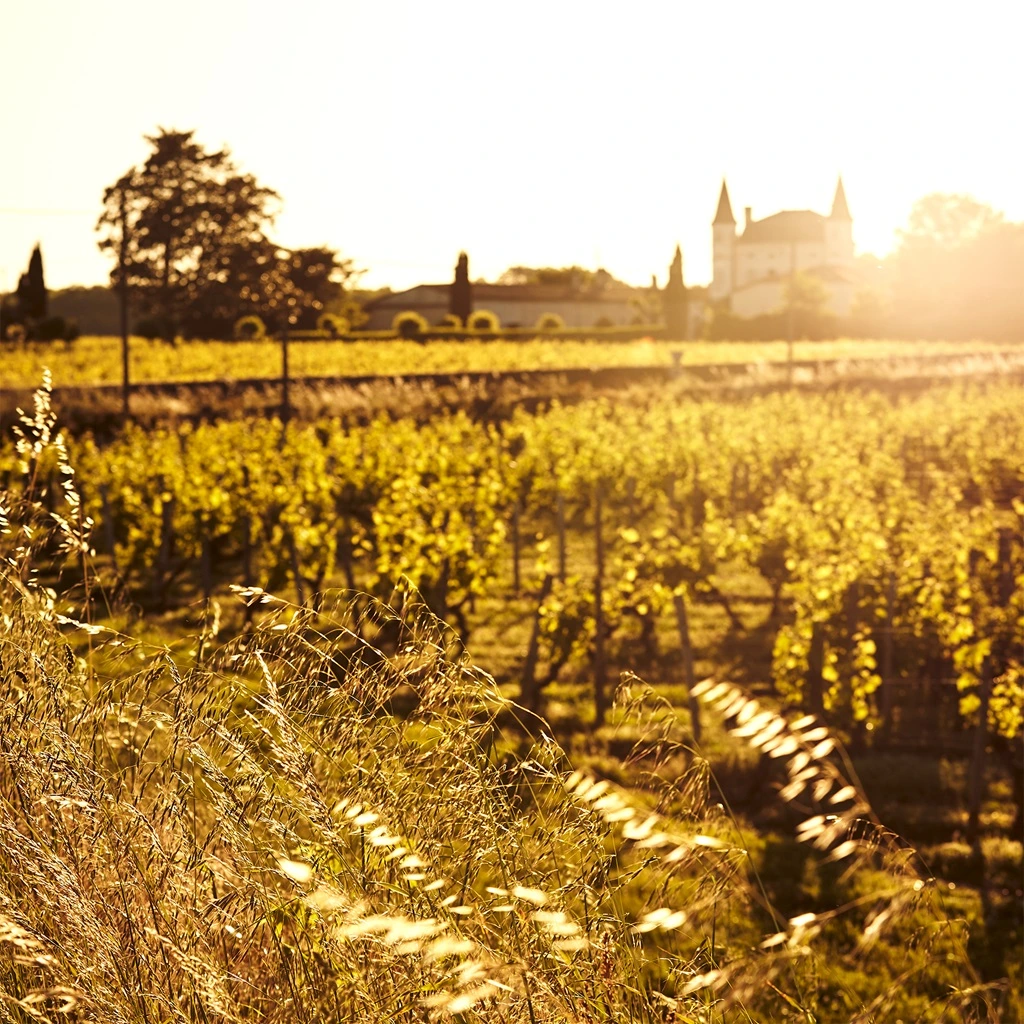 Vignes du Château Caillou