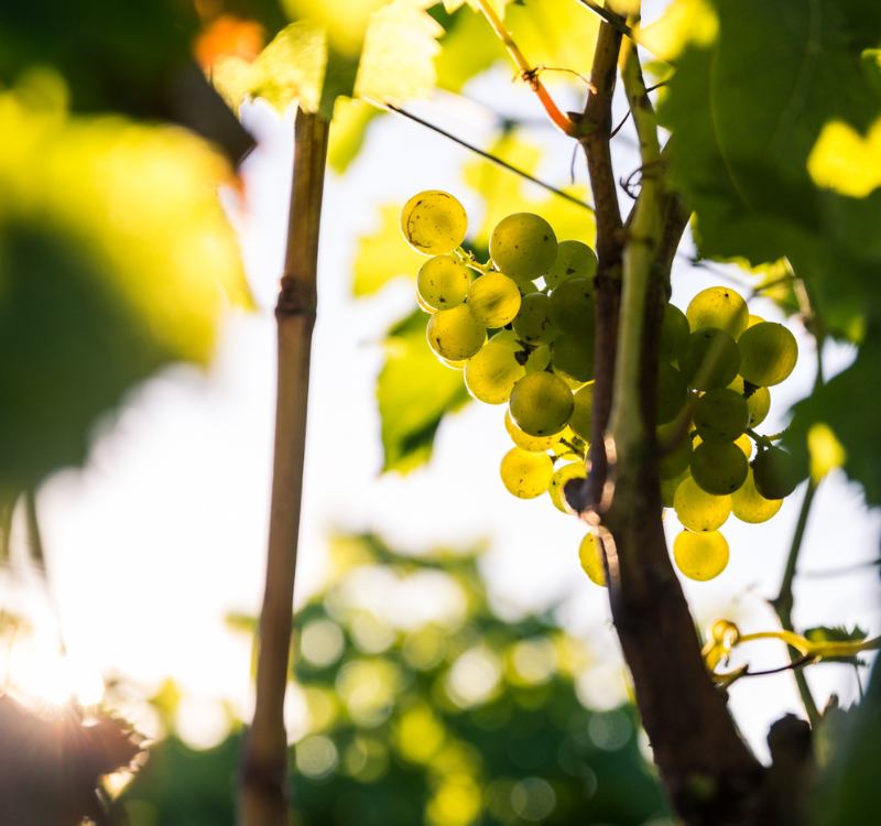 Grappe de raisin lors d'une visite de vignoble Sauternes au Château Caillou